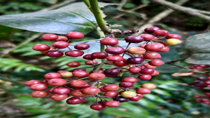 আলসারের চিকিৎসায় কুমারী লতার গুনাগুন ঃ ডাক্তার মোঃ আবু  তোহা 